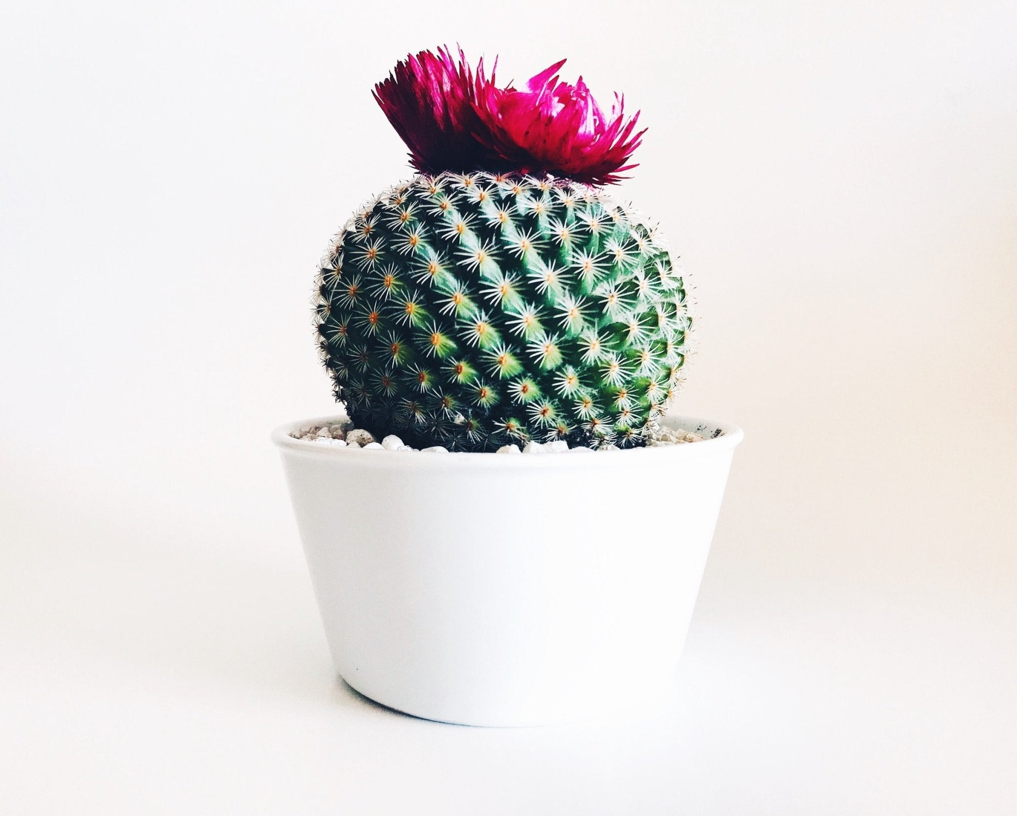 Easiest Cacti to Care For - Varnish + Vine