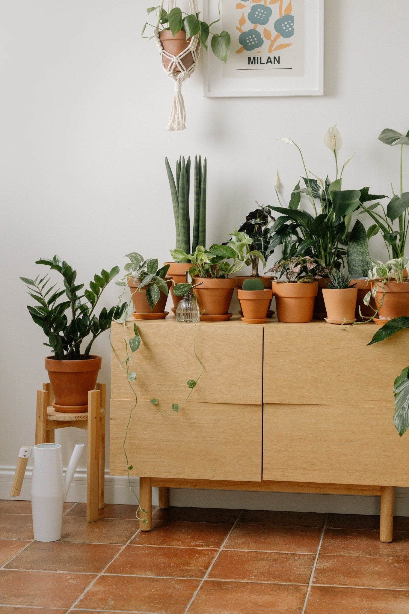Easy to Care for Trees (and larger succulents) - Varnish + Vine