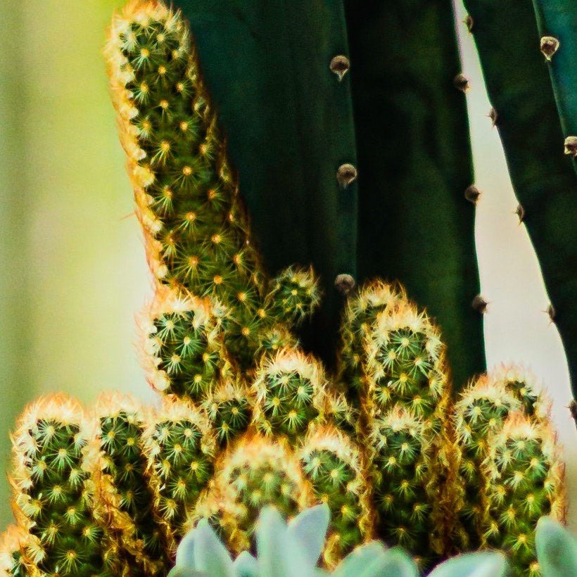 Fairy Castle Cactus Facts and Care - Varnish + Vine