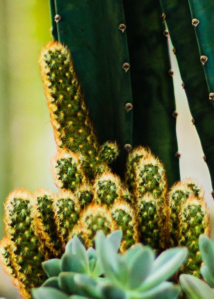Fairy Castle Cactus Facts and Care - Varnish + Vine