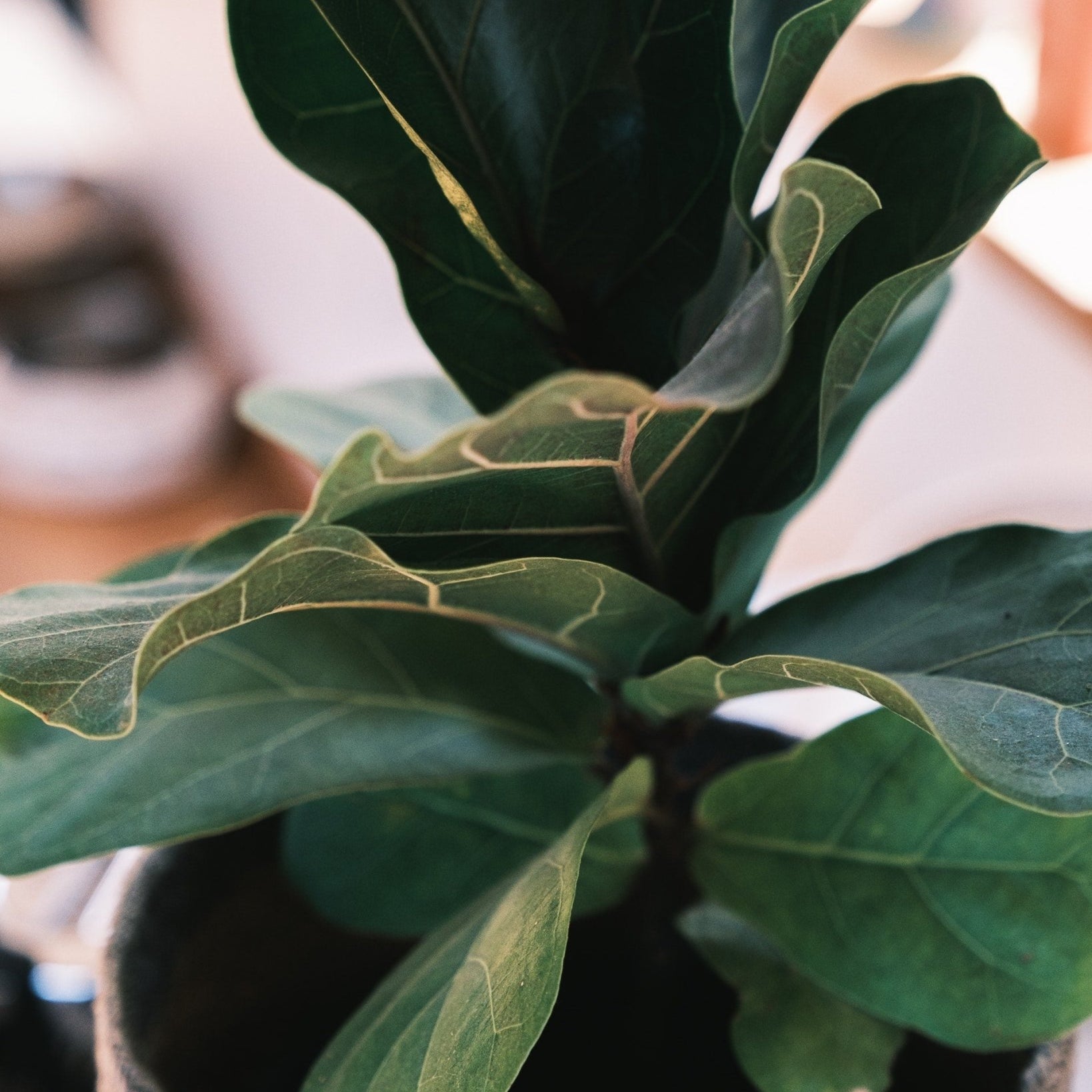 Fiddle Leaf Fig: Just the Facts - Varnish + Vine