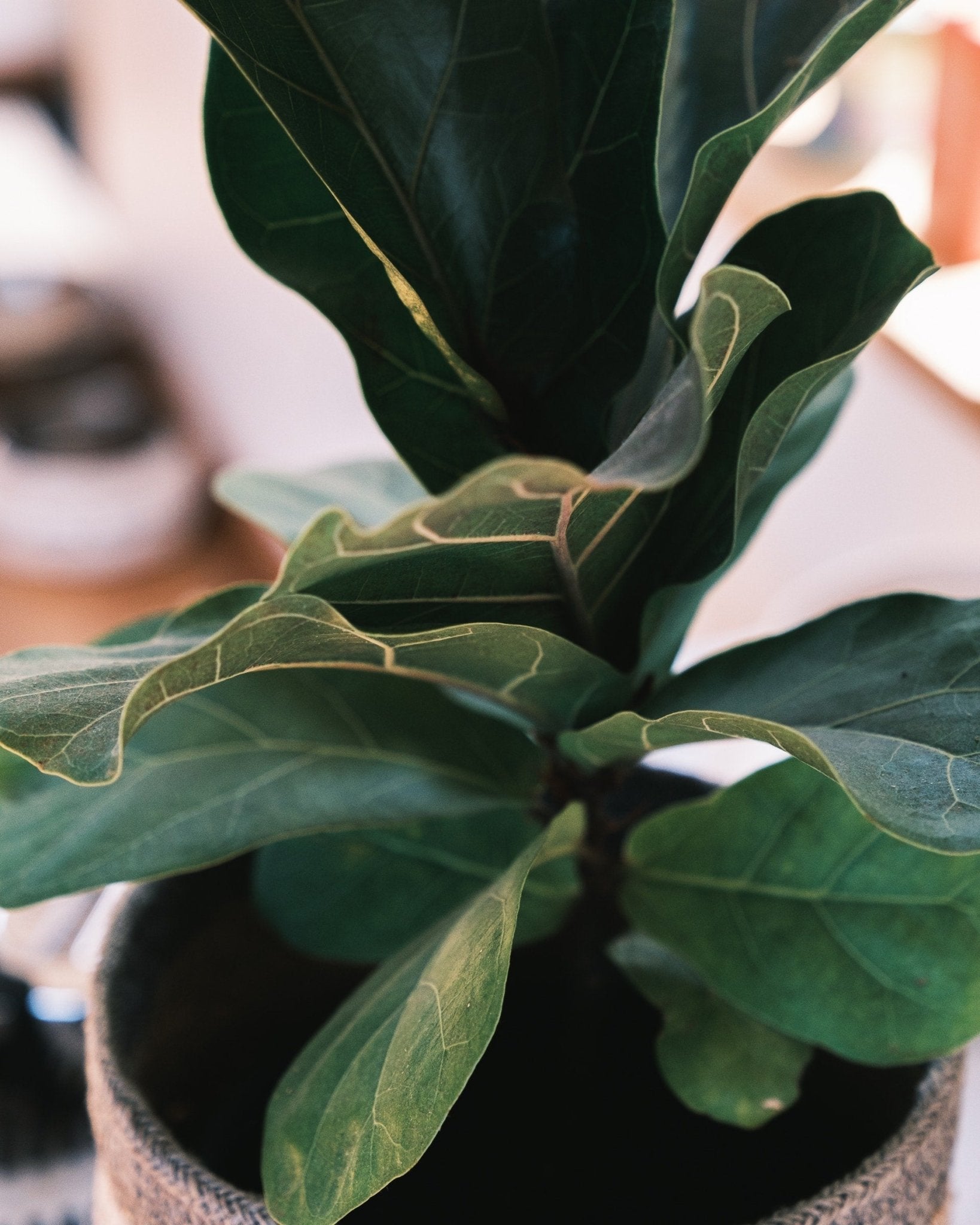 Fiddle Leaf Fig: Just the Facts - Varnish + Vine