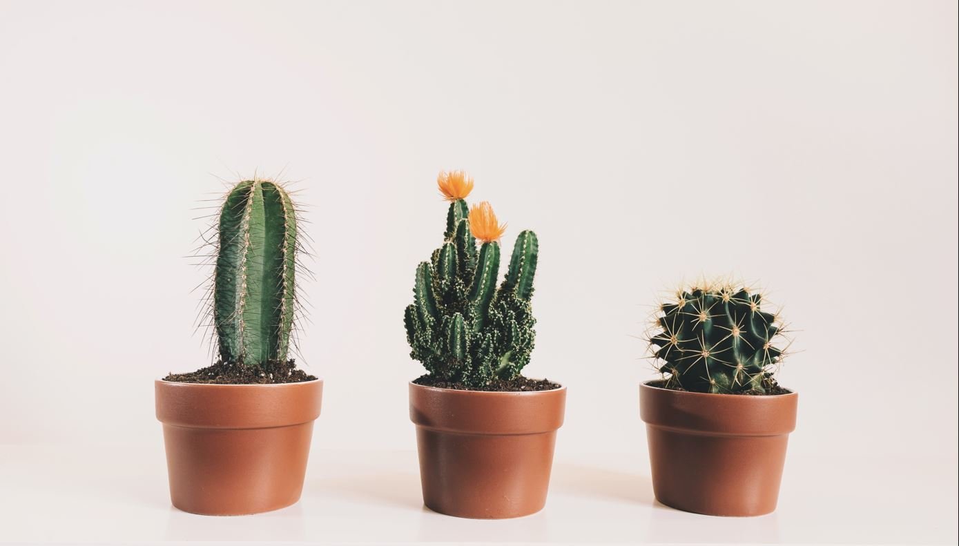 Five Fascinating Cacti Facts - Varnish + Vine