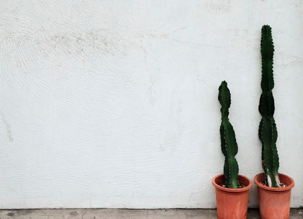 Growing Cacti Using Cuttings - Varnish + Vine