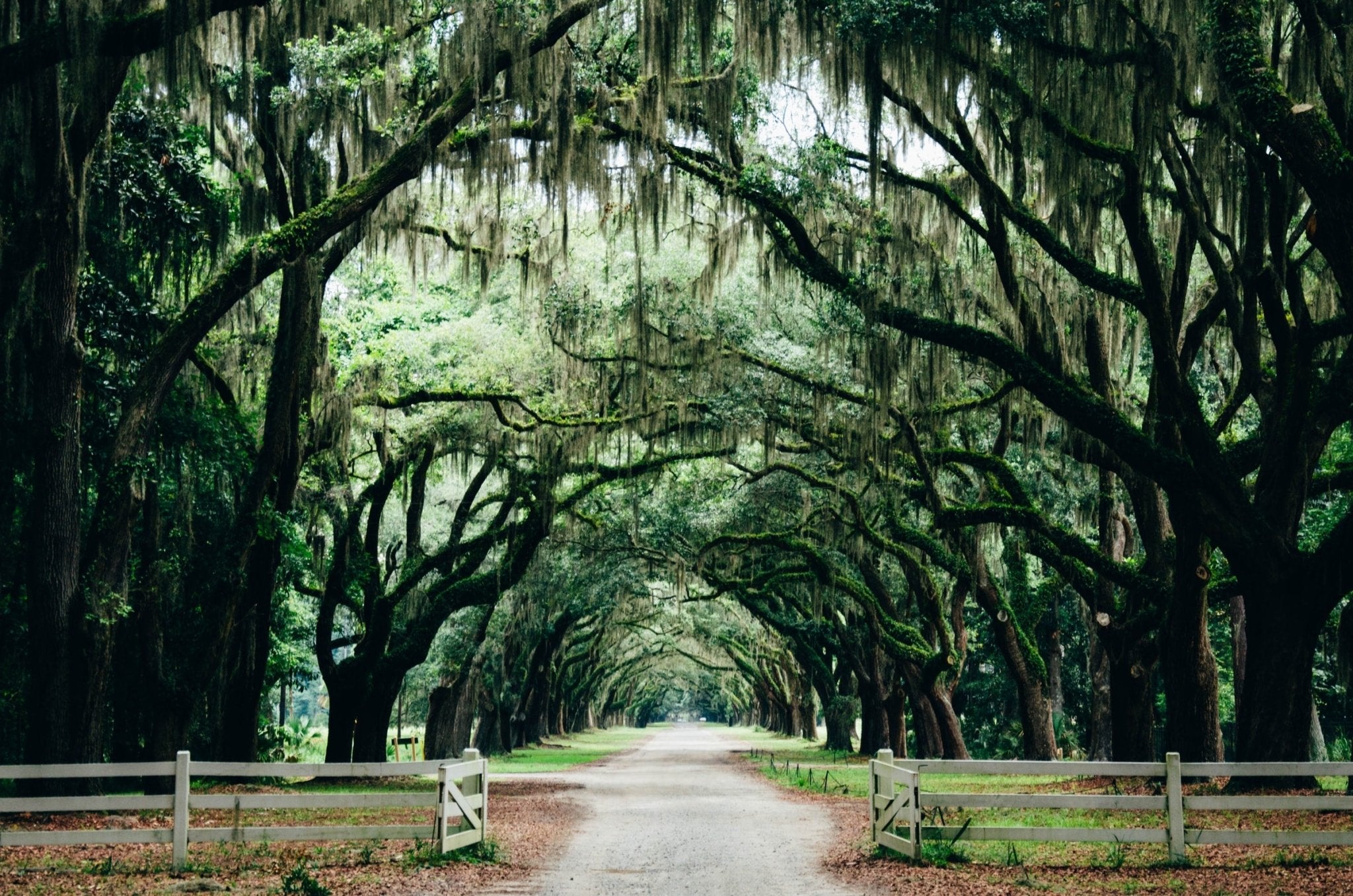 Historical Uses of Spanish Moss - Varnish + Vine