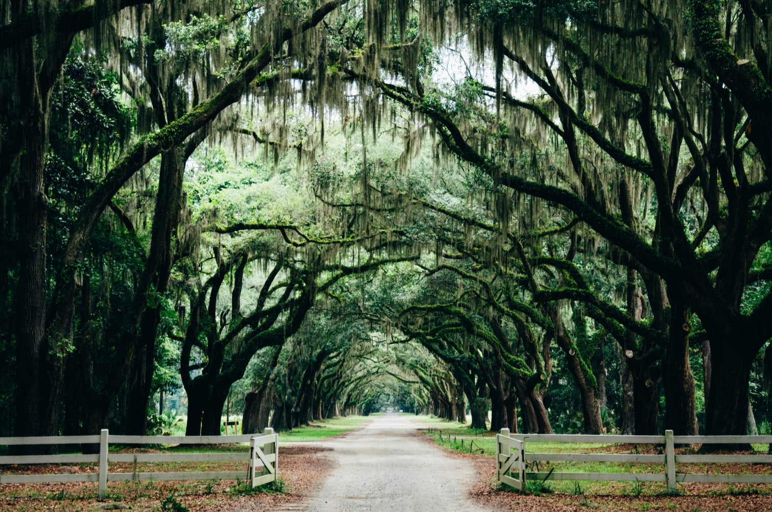 historical-uses-of-spanish-moss-varnish-vine