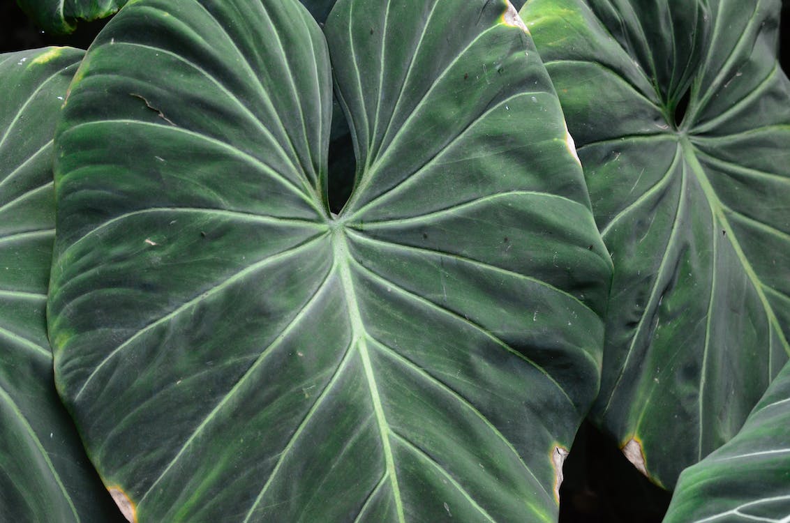 Hope Philodendron, Identification and Care Guide. Varnish + Vine
