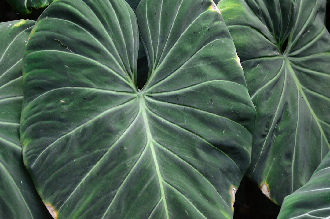 Hope Philodendron, Identification and Care Guide. Varnish + Vine