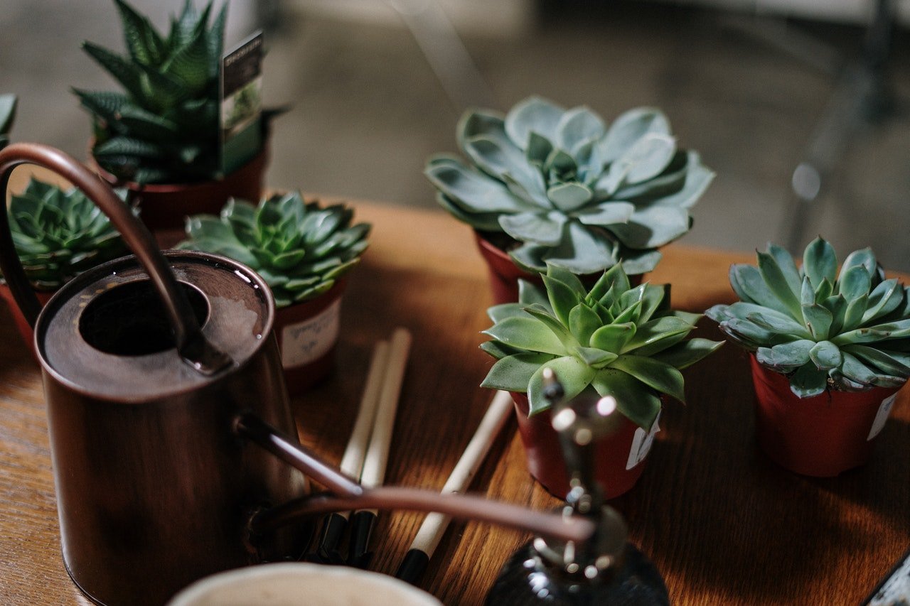 How Can I Tell If I'm Watering My Cactus Enough? - Varnish + Vine
