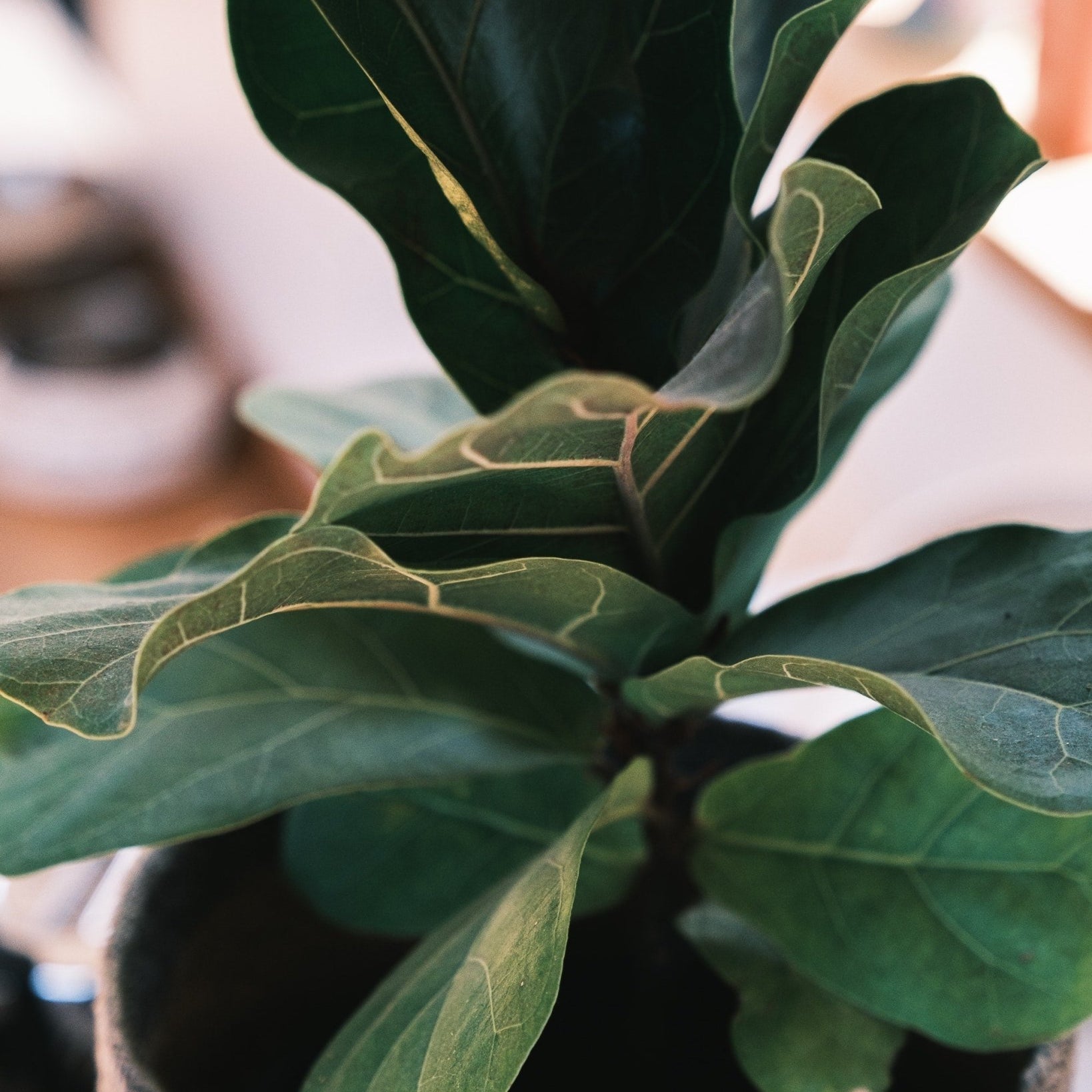 How Did the Fiddle Leaf Fig Get its Name? - Varnish + Vine