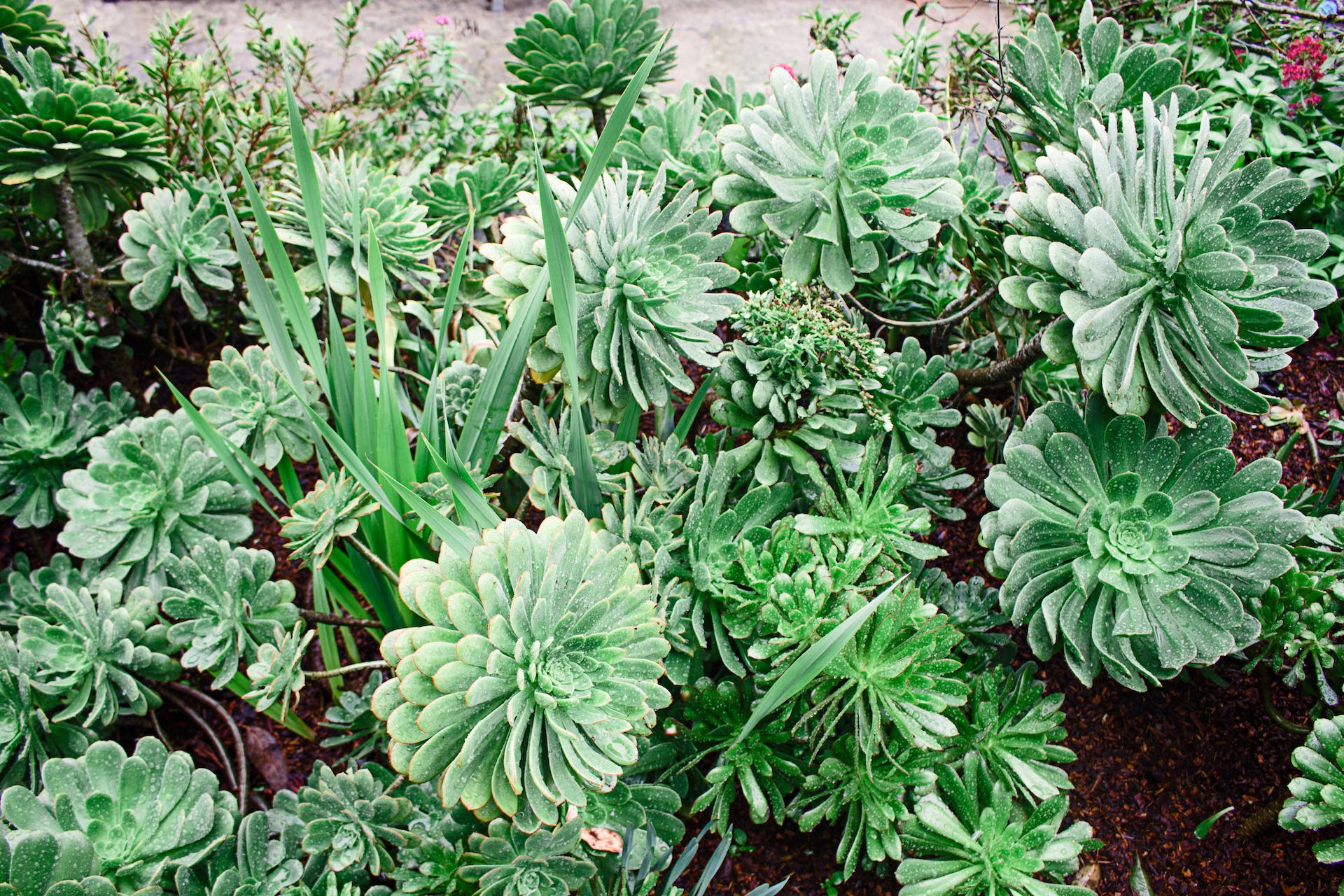 How Succulents Maintain Sustainability - Varnish + Vine