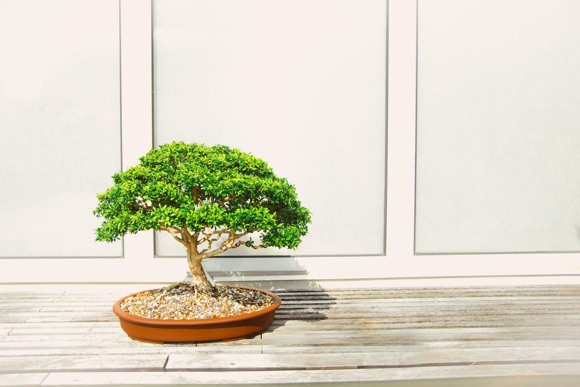 How to Care for a Ginseng Bonsai - Varnish + Vine