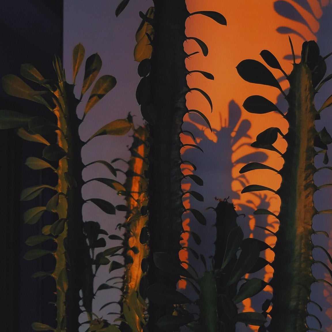 How to Care for the African Milk Tree - Varnish + Vine