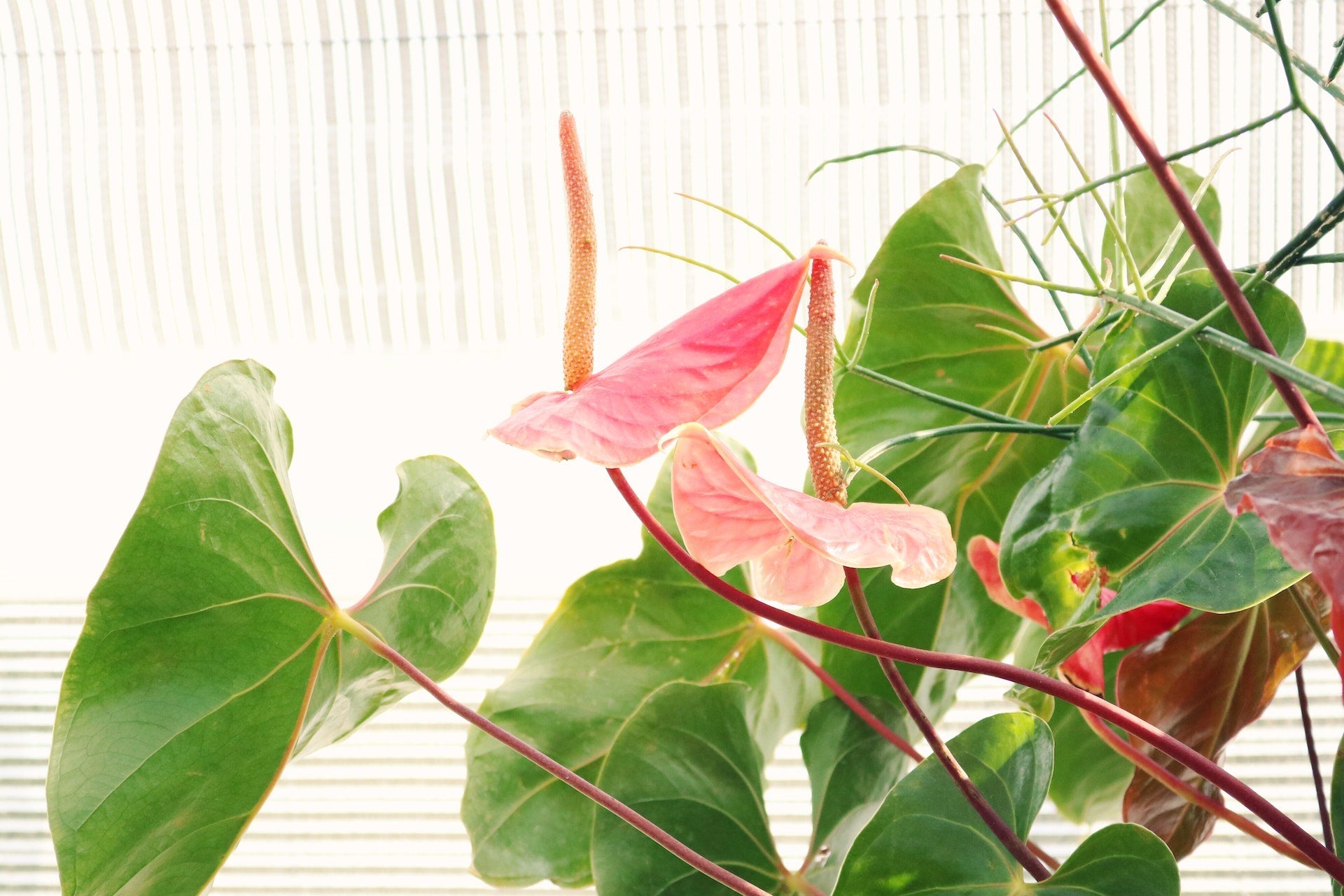 How to Care for the Anthurium Pink Flamingo - Varnish + Vine