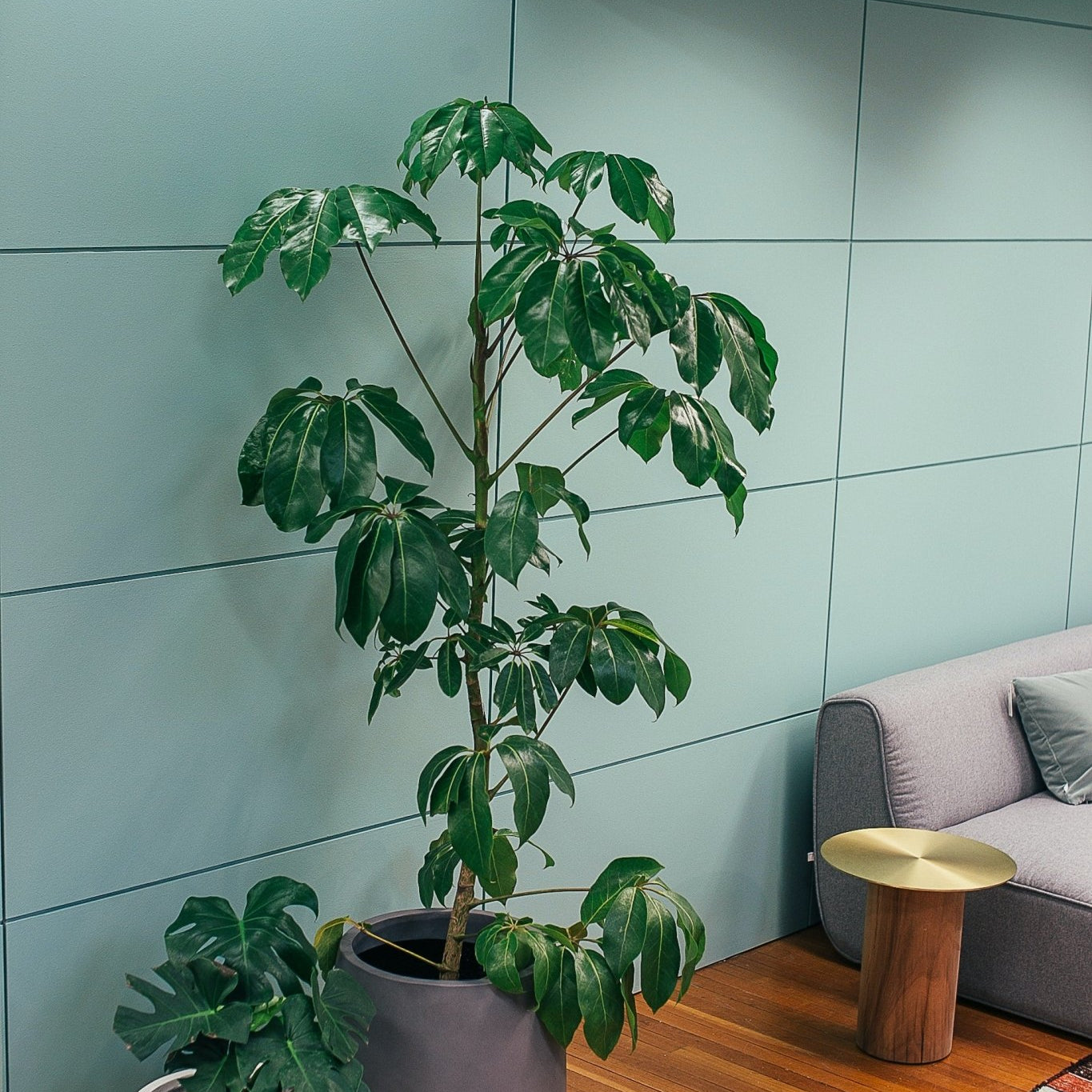 How to Care for the Australian Umbrella Tree - Varnish + Vine