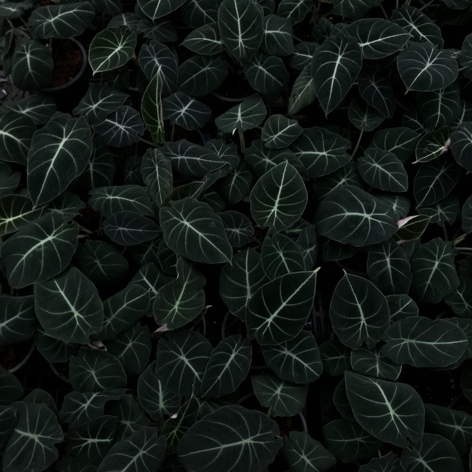 How to Care for the Black Velvet Alocasia - Varnish + Vine