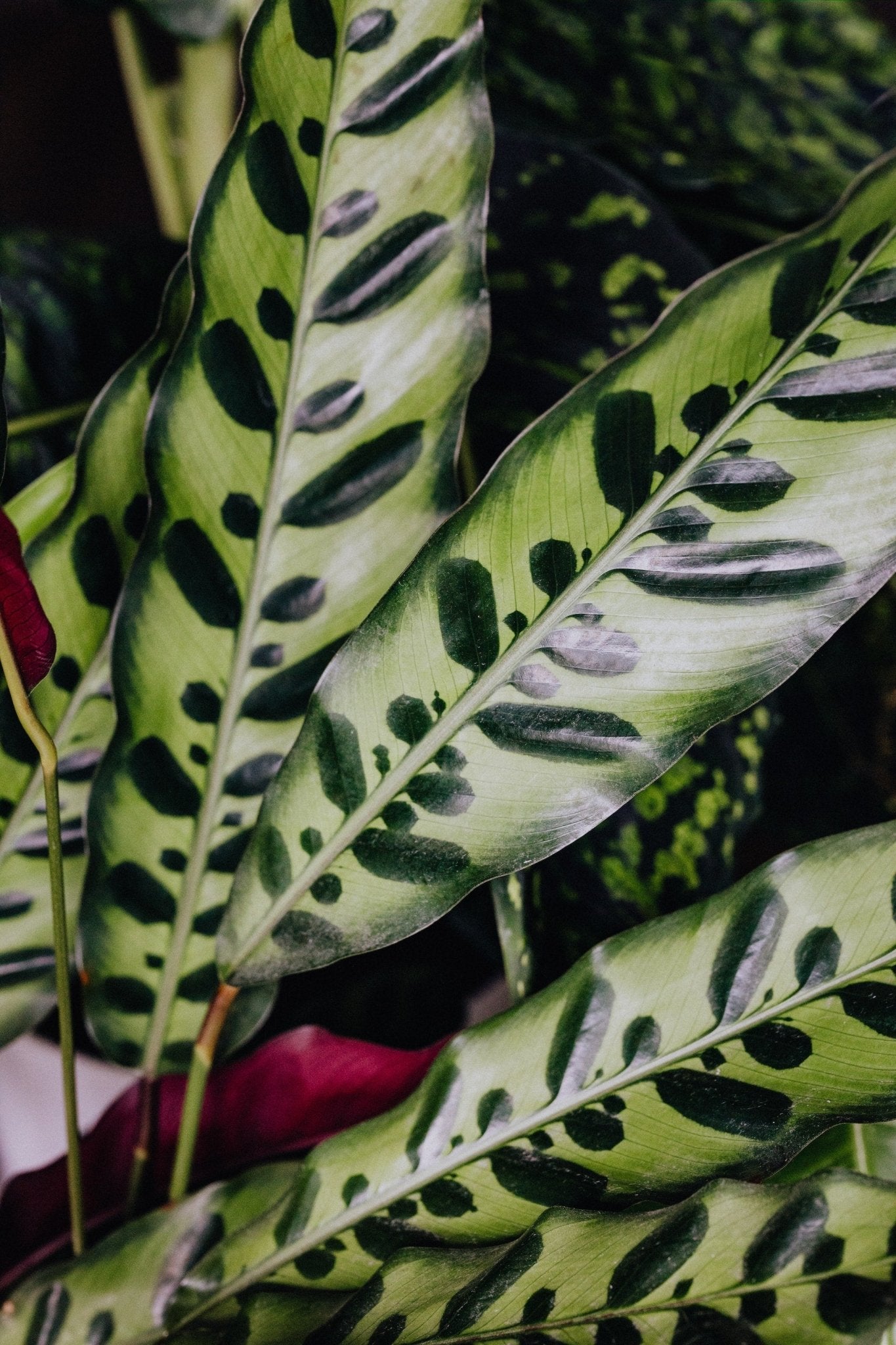 How to Care for the Calathea Rattlesnake Varnish + Vine