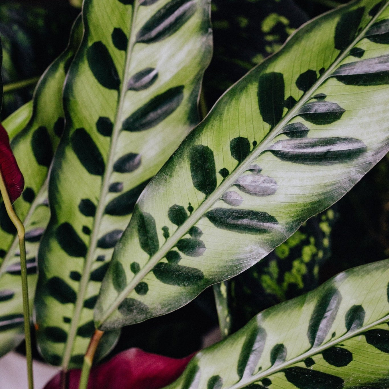 How to Care for the Calathea Rattlesnake - Varnish + Vine
