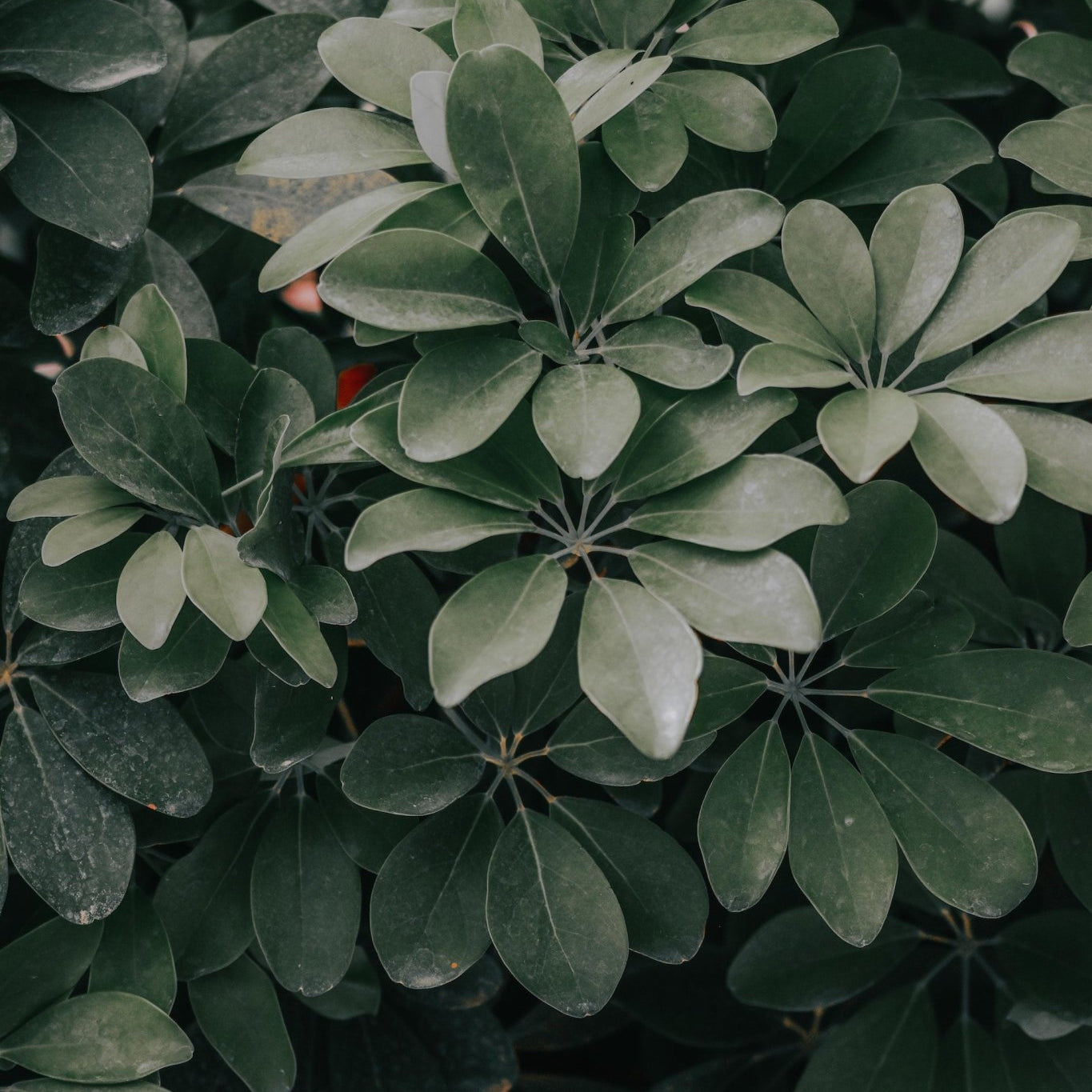How to Care for the Dwarf Umbrella Tree - Varnish + Vine