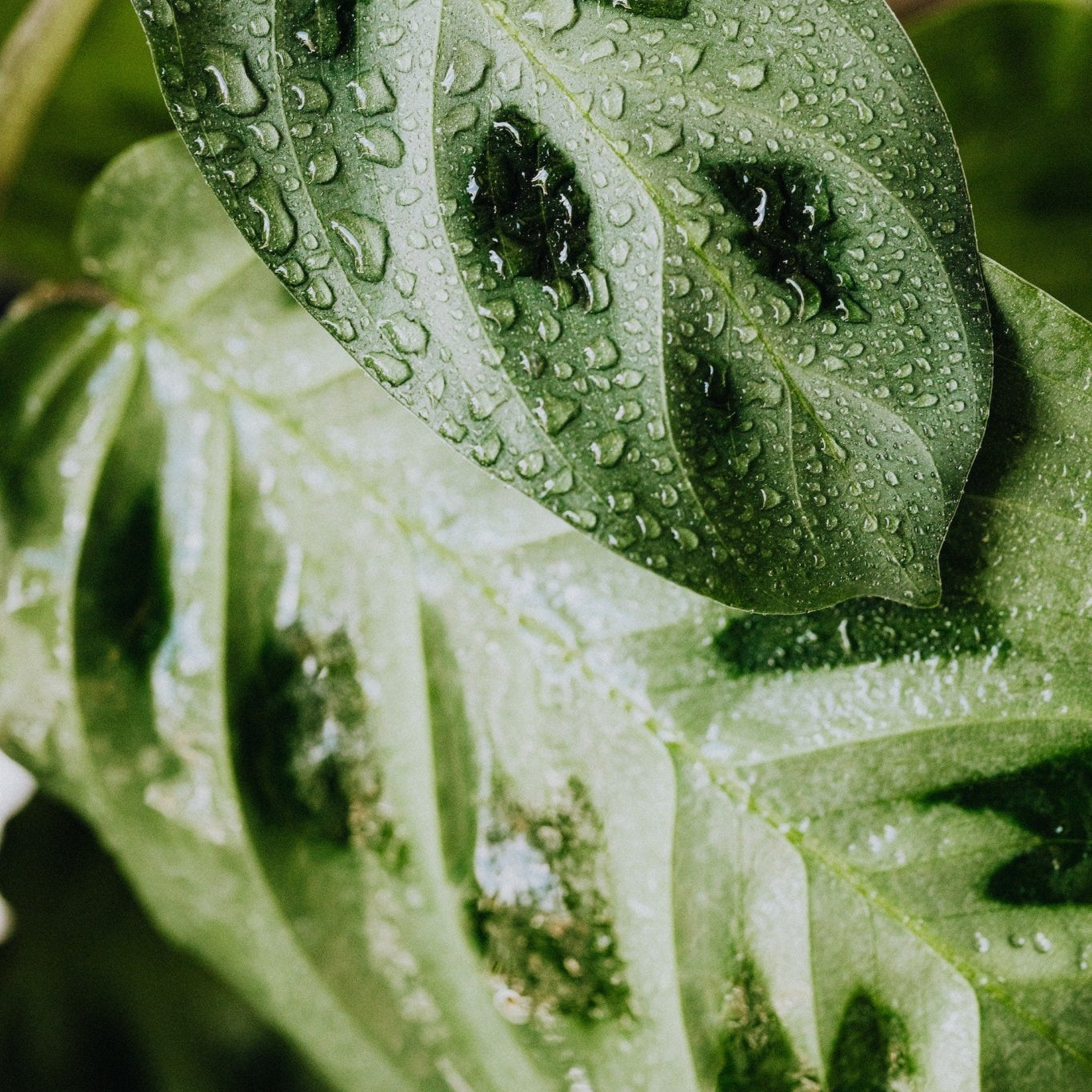 How to Care for the Green (and Red) Maranta - Varnish + Vine