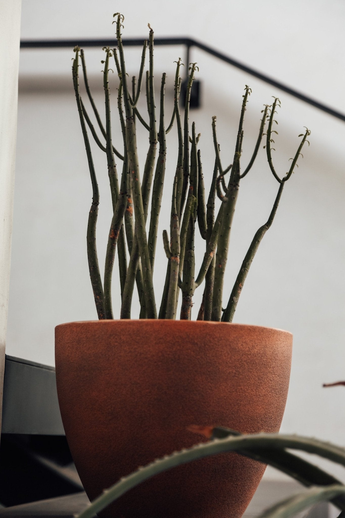 How to Care for The Pencil Cactus - Varnish + Vine