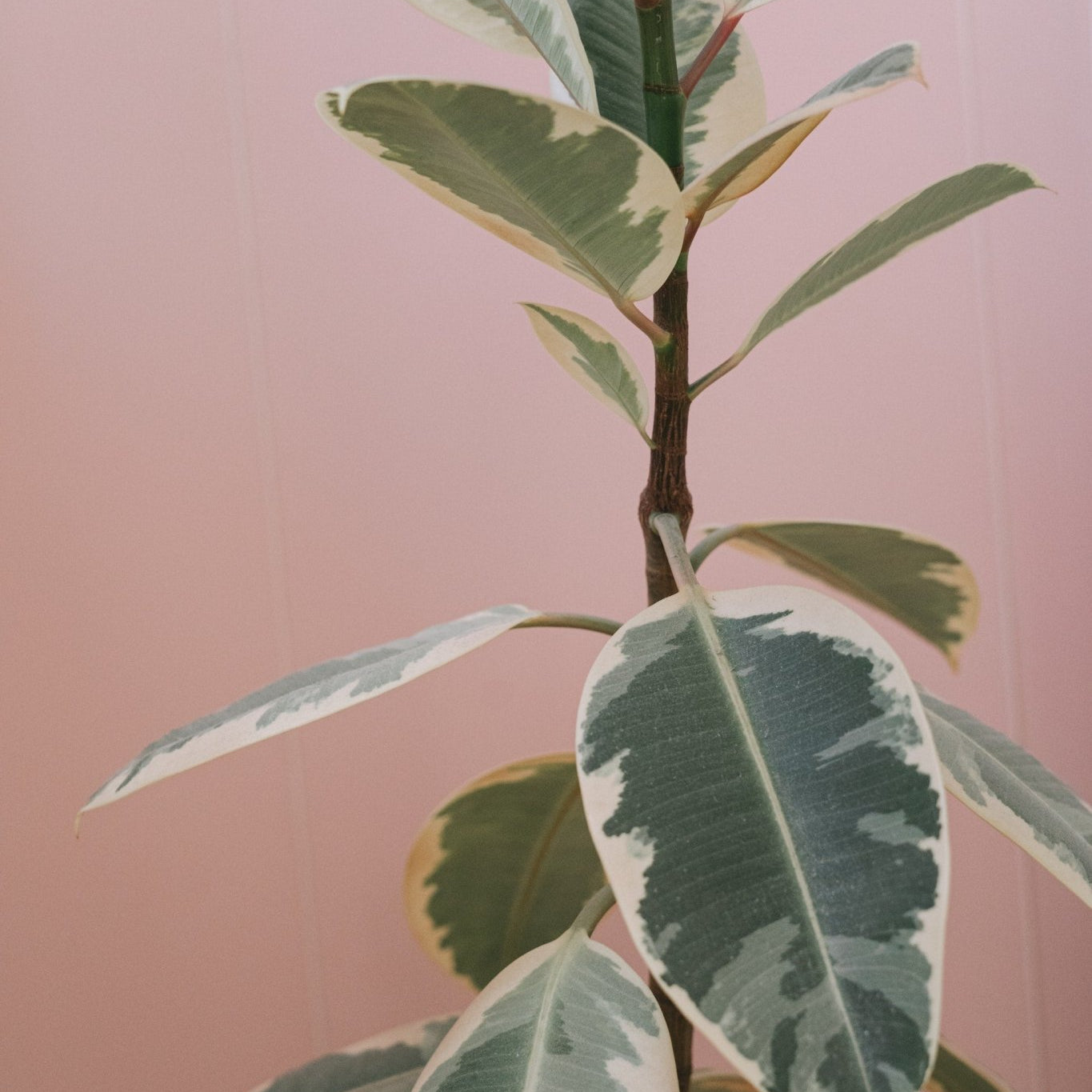 How to Care for The Variegated Ficus - Varnish + Vine