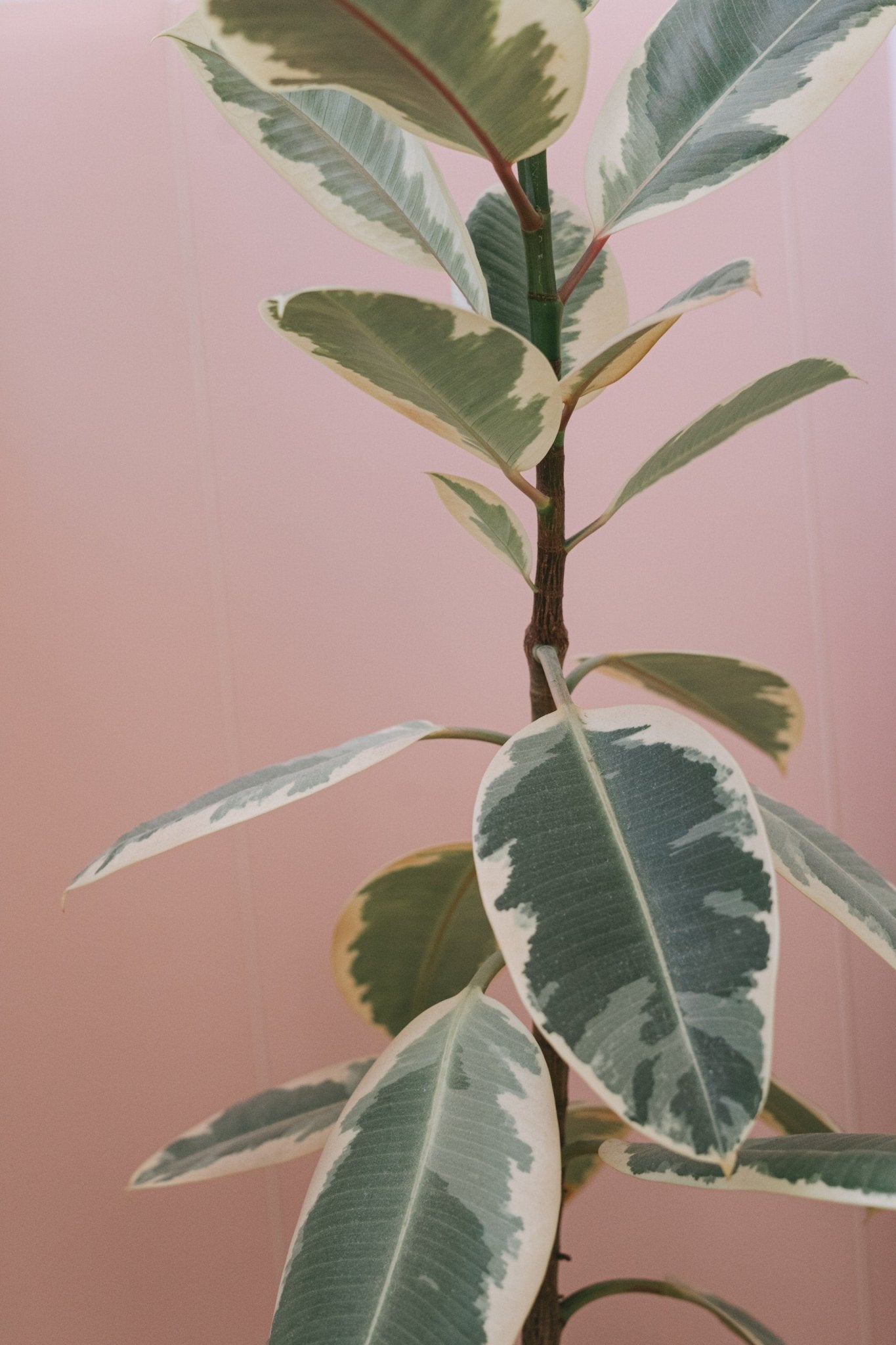 How to Care for The Variegated Ficus - Varnish + Vine