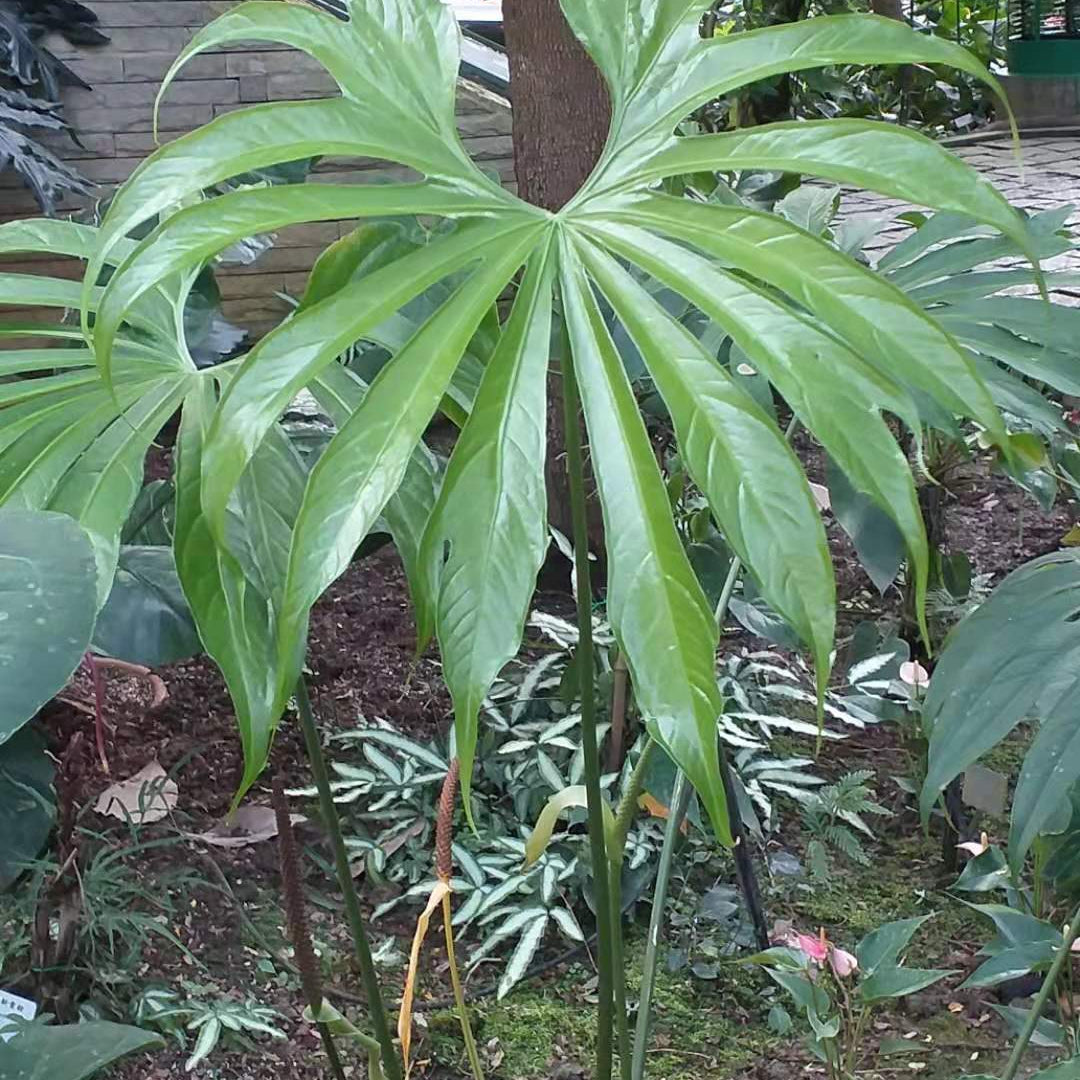 How to Care for Your Anthurium Fingers - Varnish + Vine