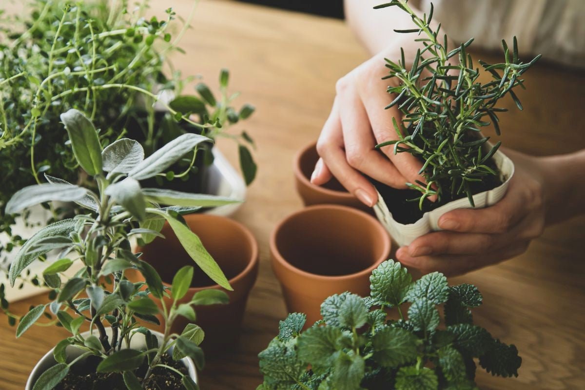 How to Create a Safe and Stylish Indoor Garden with Pets Around - Varnish + Vine