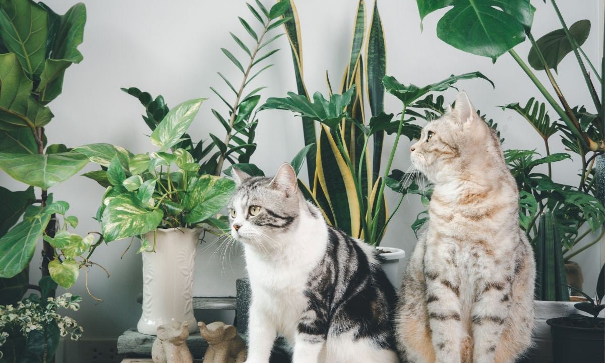 How to Create a Safe and Stylish Indoor Garden with Pets Around - Varnish + Vine