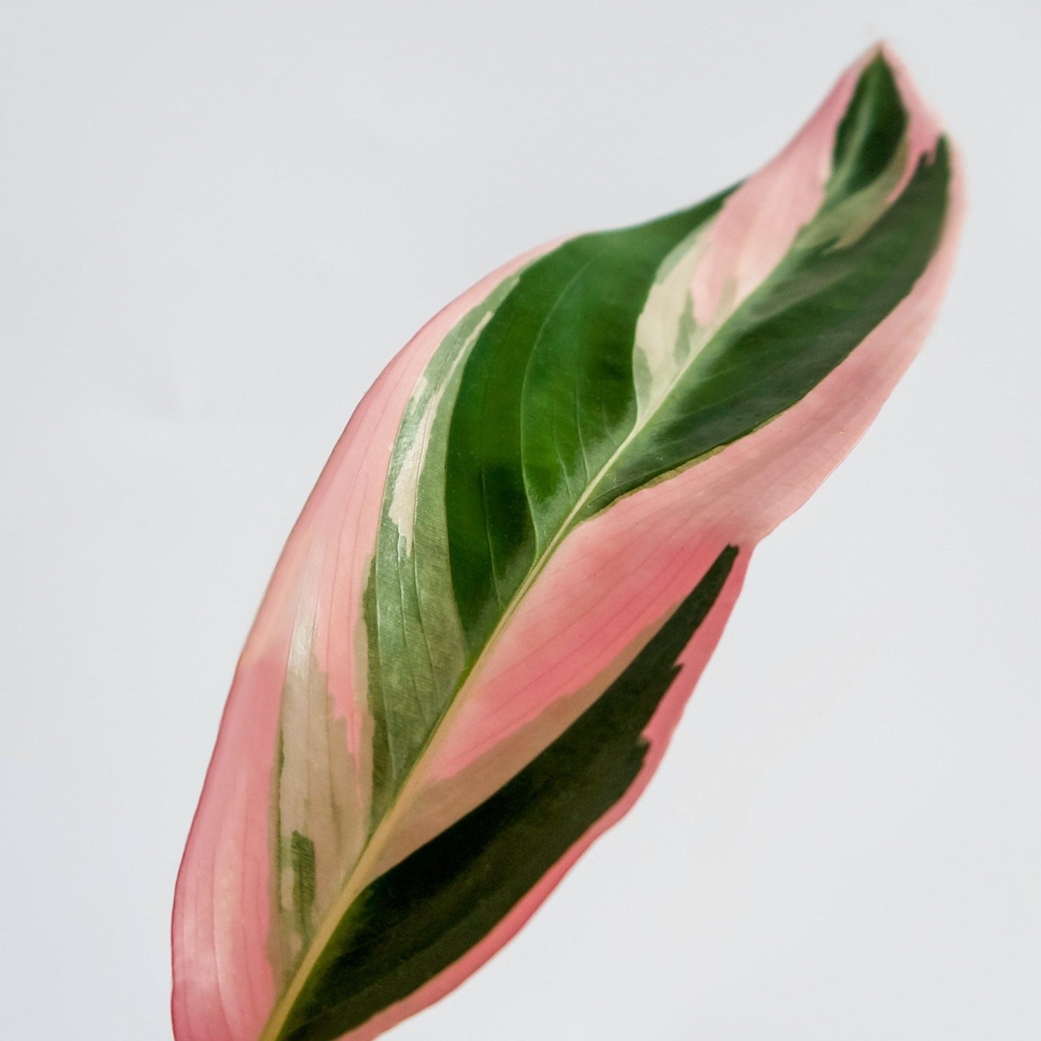 How to Maintain a Stromanthe Triostar - Varnish + Vine