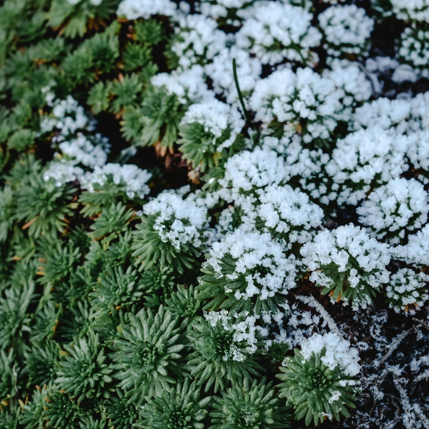 How to Prepare Your Succulent for Freezes! - Varnish + Vine