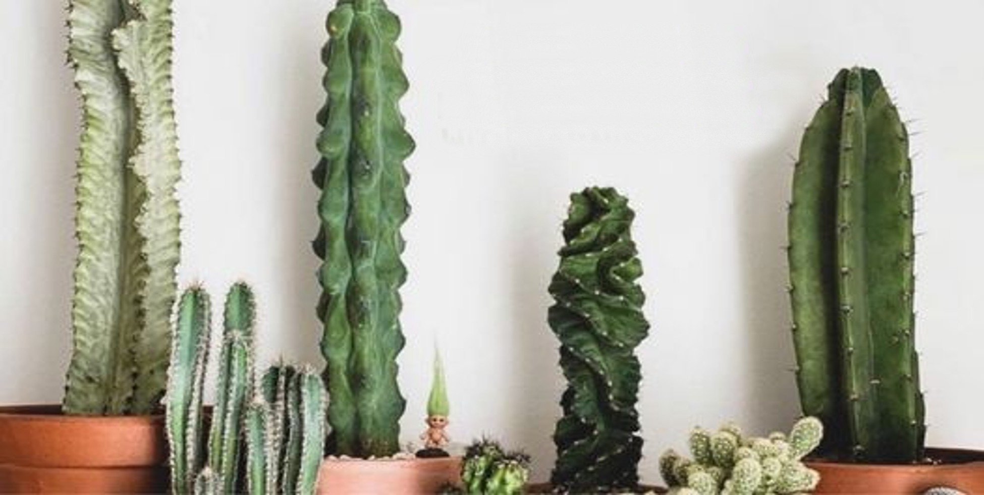 How to Properly Maintain House Plants - Varnish + Vine