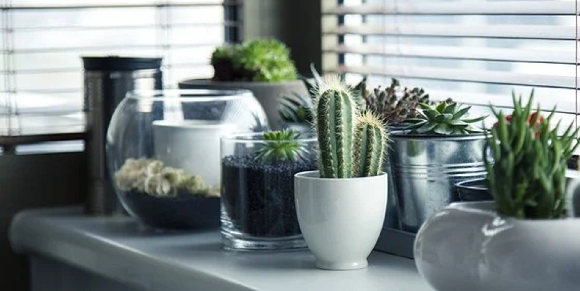 How to Take Care of Cacti at Home? - Varnish + Vine