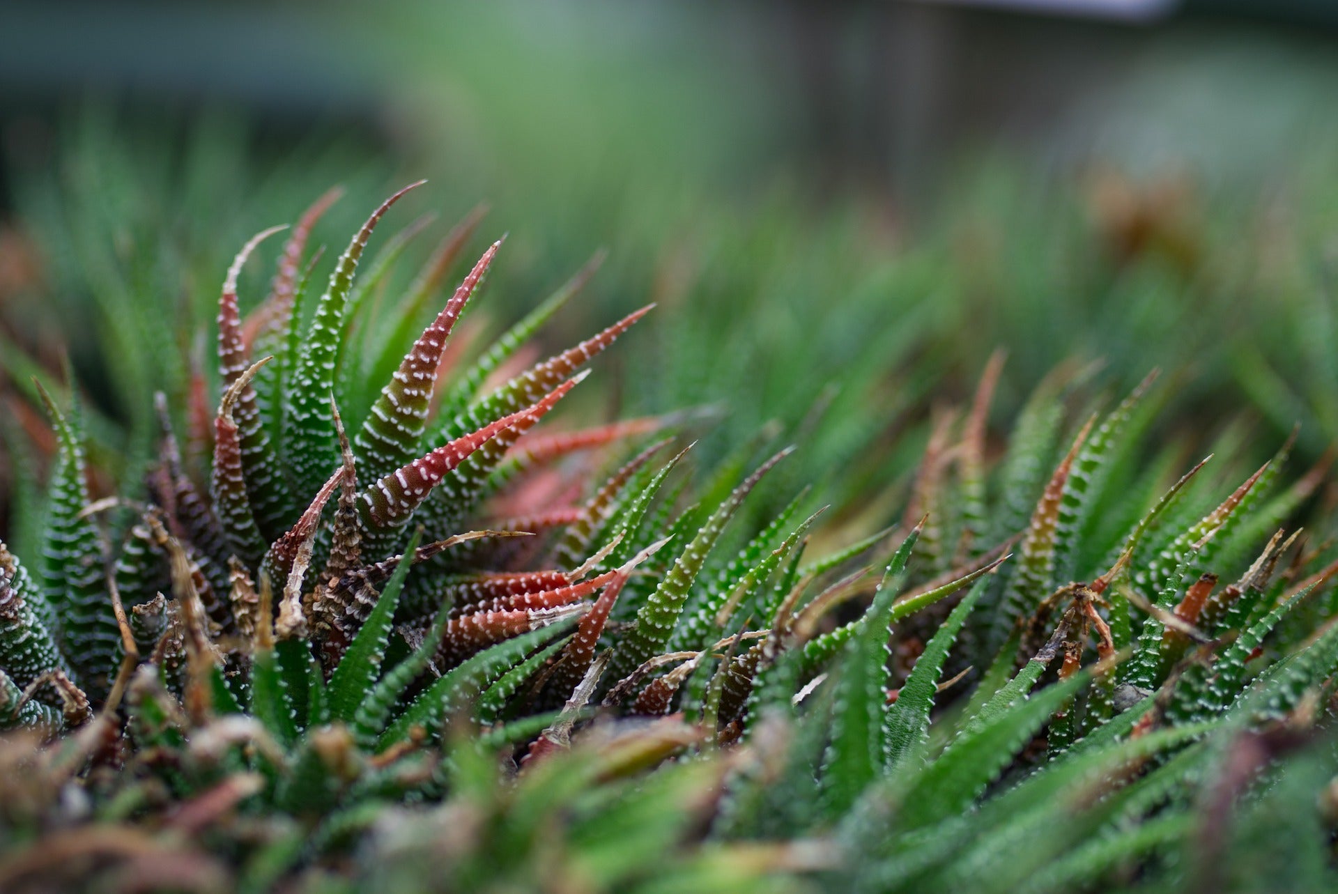 Humidity and Cacti. What to Consider. - Varnish + Vine