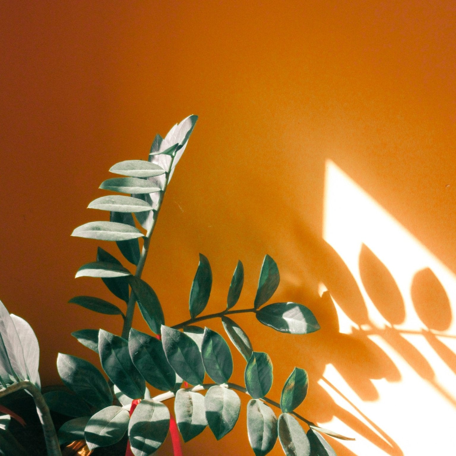 Indoor Plants for the New Year - Varnish + Vine