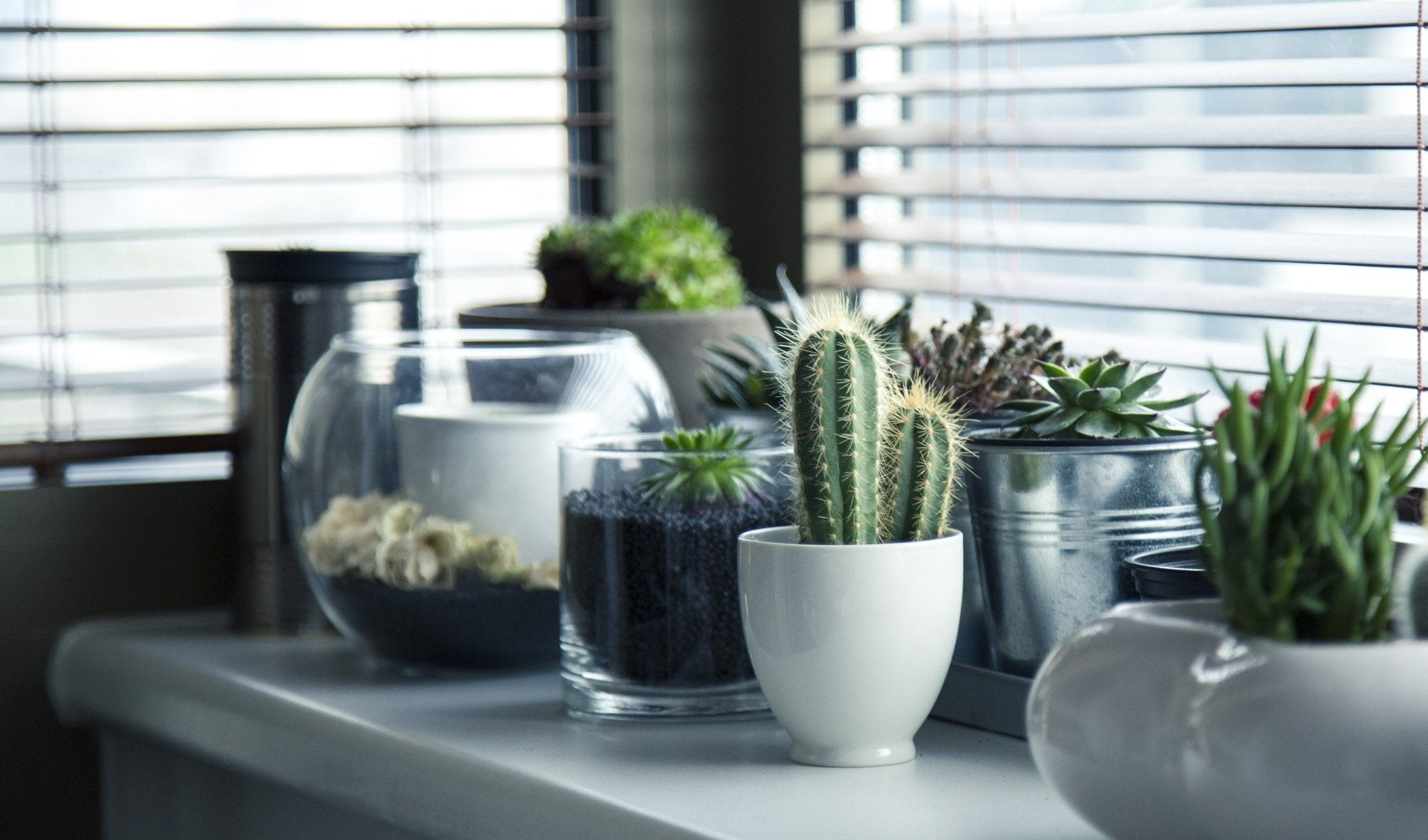 Is a Cactus a Succulent? - Varnish + Vine