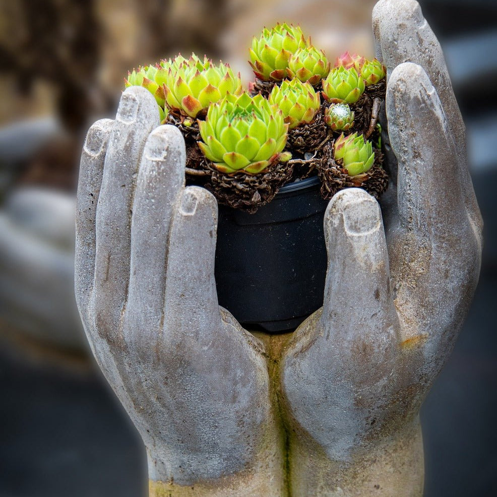 Is my Succulent Dead? - Varnish + Vine