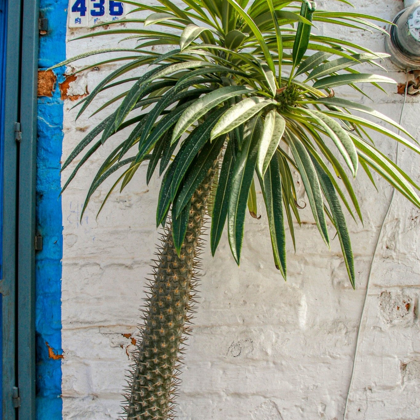 Madagascar Palm: What is it and How to Care for it? - Varnish + Vine