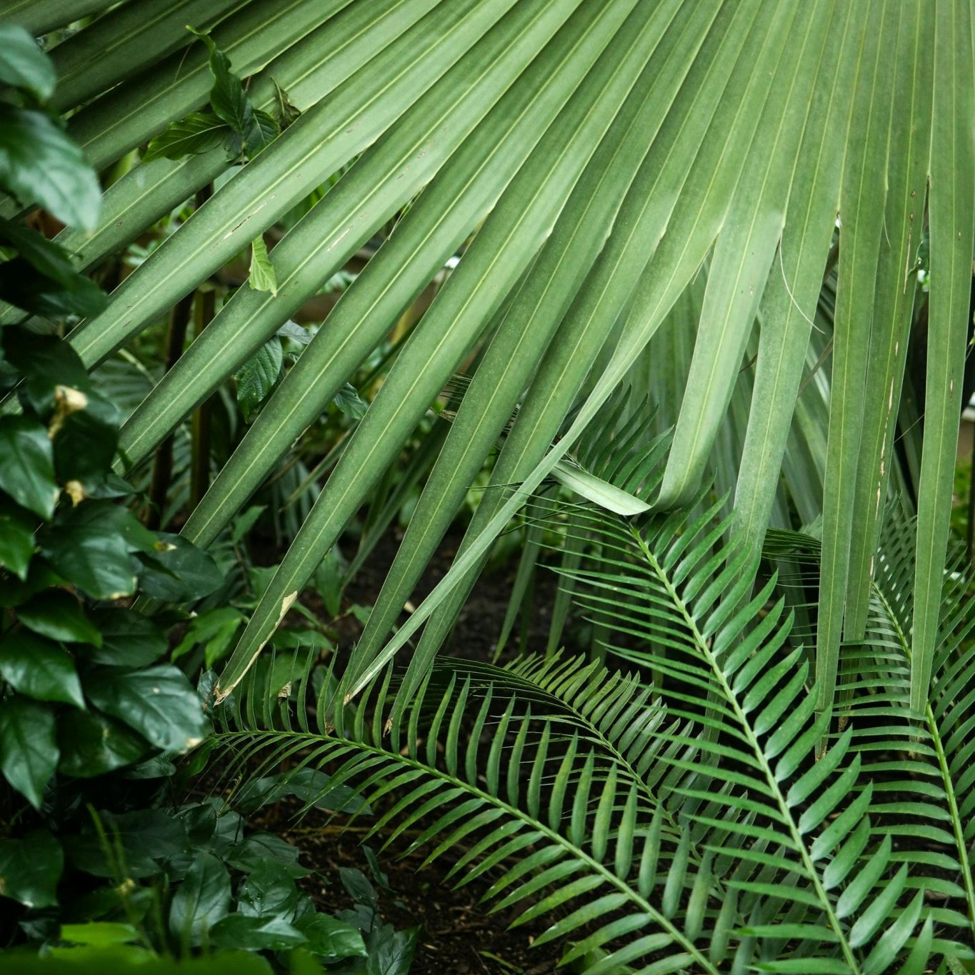 Majesty Palm Care Guide - Varnish + Vine
