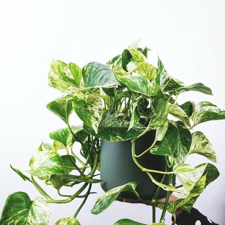 Marble Queen Pothos Care Guide - Varnish + Vine