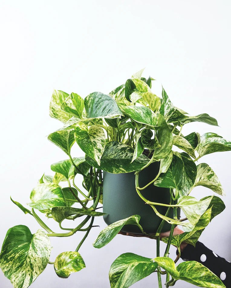 Marble Queen Pothos Care Guide - Varnish + Vine