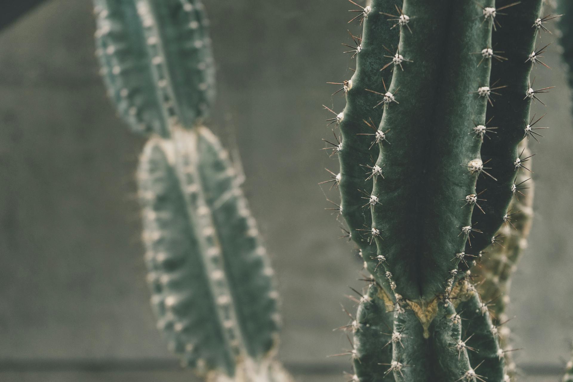 Mildew and Cacti - Varnish + Vine