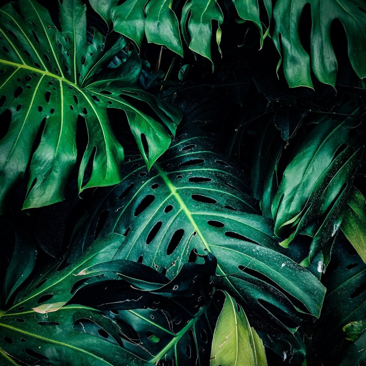 Monstera Care Guide - Varnish + Vine