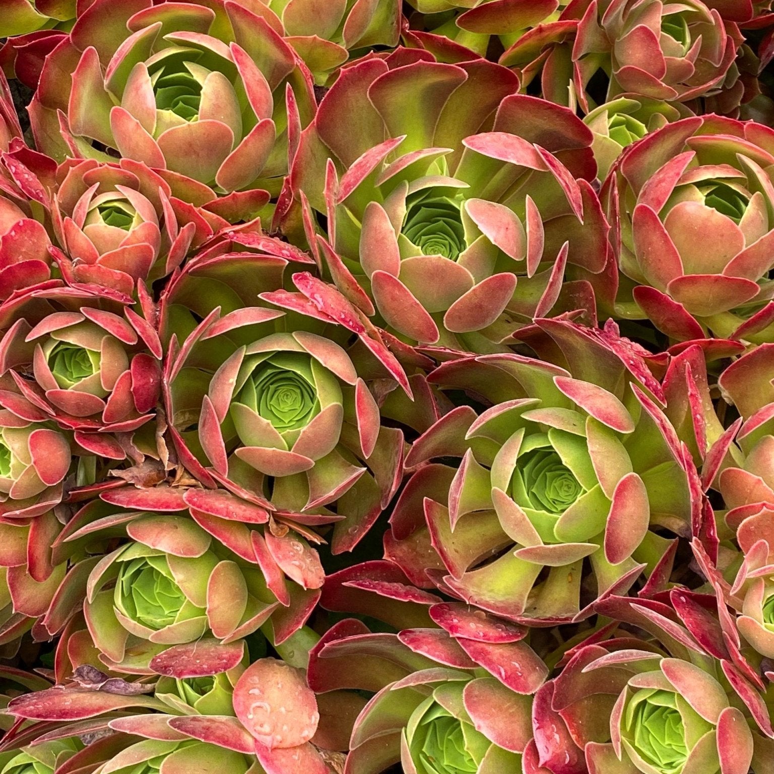 Most Visually Striking Succulents - Varnish + Vine