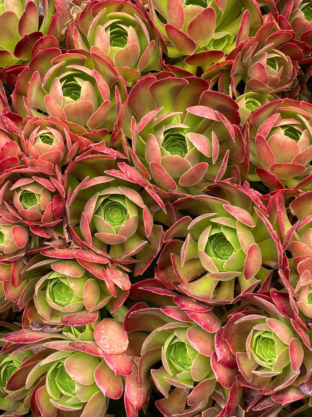 Most Visually Striking Succulents Varnish + Vine