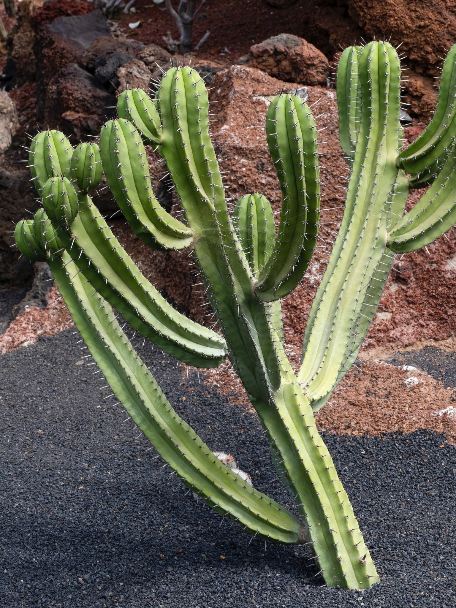 Myrtillocactus Care Guide Varnish + Vine
