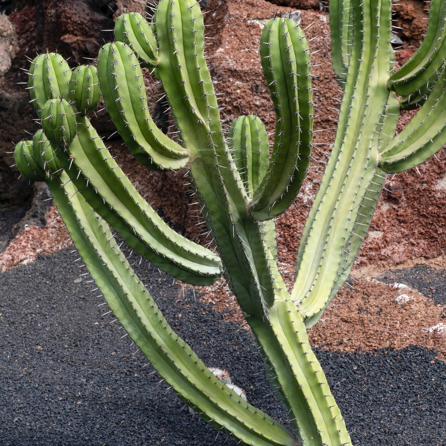 Myrtillocactus Care Guide - Varnish + Vine