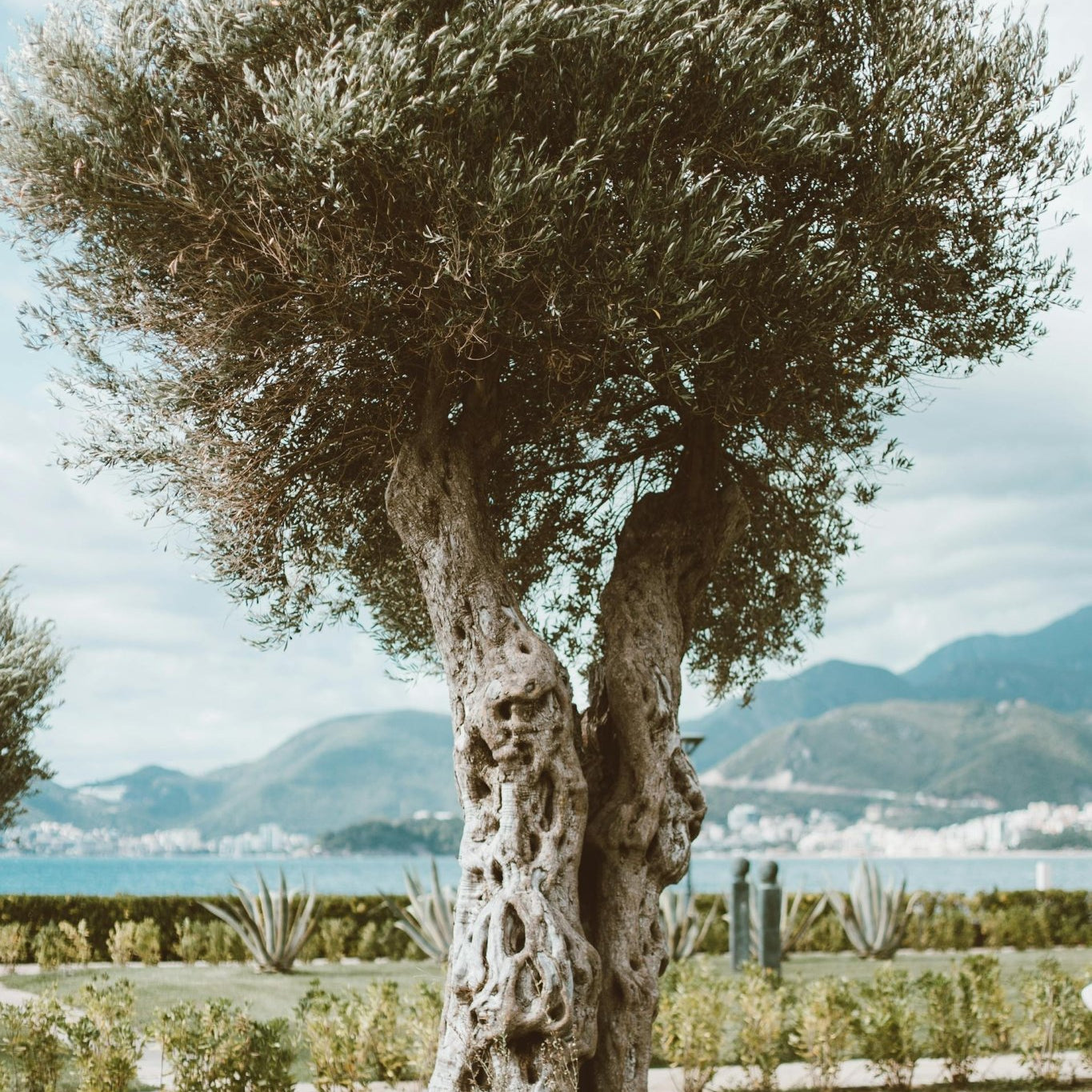 Olive Tree Care Guide - Varnish + Vine