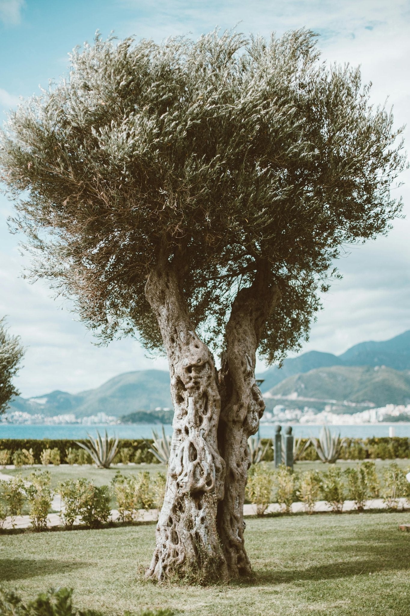 Olive Tree Care Guide - Varnish + Vine